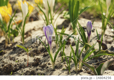 Crocus flower Crocus flower 14804256