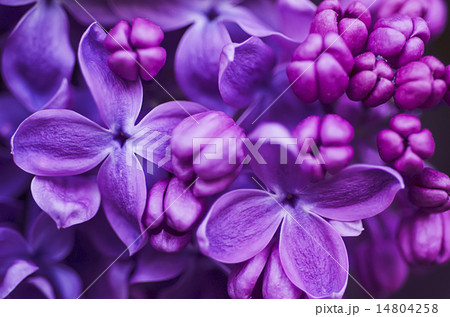 Lilac flowers backgroundの写真素材 [14804258] - PIXTA