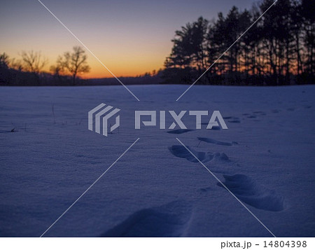 夕暮れと足跡 夕暮れと足跡 14804398