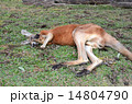 カンガルー 14804790