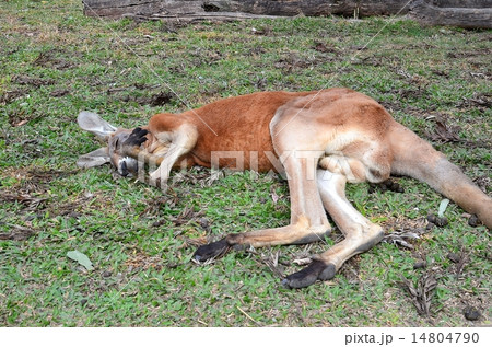 カンガルー 14804790