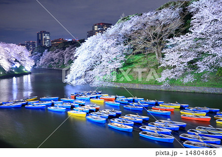 千鳥ヶ淵夜桜 14804865