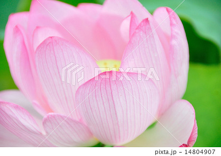 ハスの花 14804907