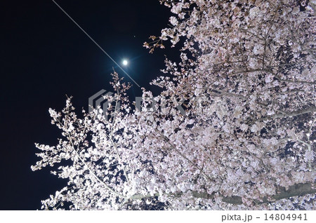 夜桜 14804941