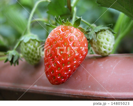いちご 14805023