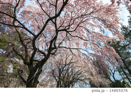 敷島公園のしだれ桜の写真素材