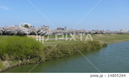 土浦 桜川畔 桜並木の写真素材