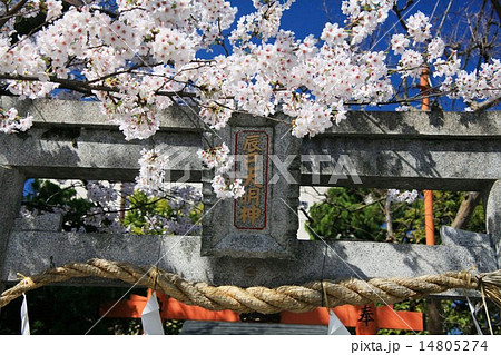 桜と辰巳大明神 14805274