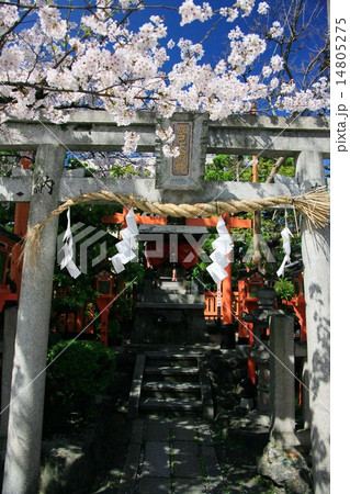 桜と辰巳大明神 桜と辰巳大明神 14805275
