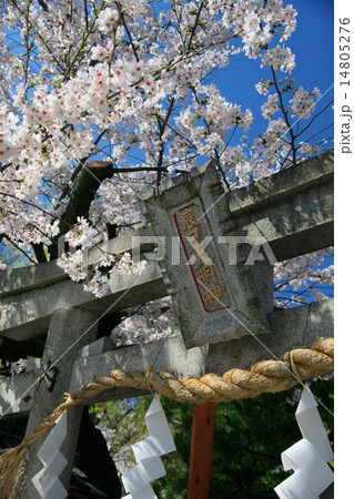桜と辰巳大明神 14805276