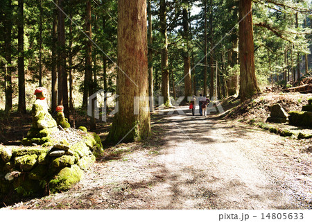 慈光寺の杉並木 14805633