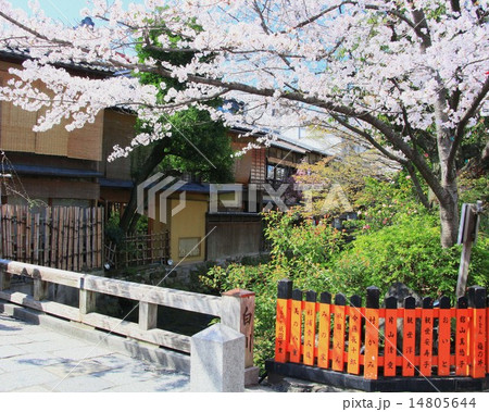桜と巽橋 桜と巽橋 14805644