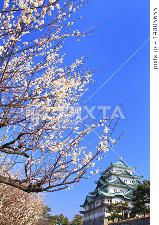 3月愛知 名古屋城・天守閣と梅 3月愛知 名古屋城・天守閣と梅 14805655