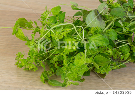 Oregano 14805959