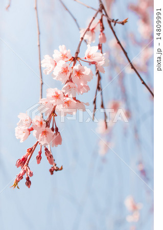 半逆光の春イメージの枝垂れ桜 半逆光の春イメージの枝垂れ桜 14809991