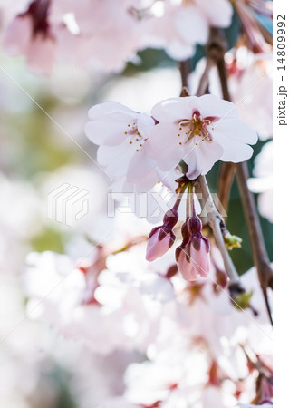 玉ボケが美しい桜 14809992