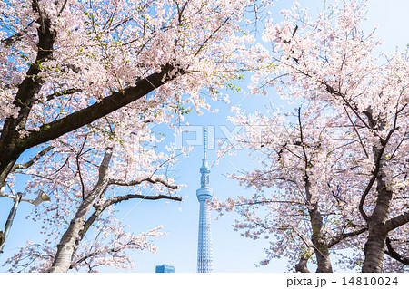 桜✕スカイツリー 桜✕スカイツリー 14810024