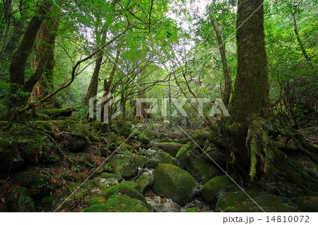 屋久島　白谷雲水峡 14810072