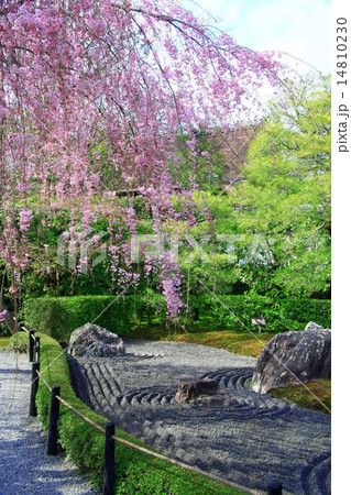 退蔵院の枝垂れ桜 14810230