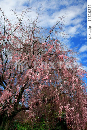 退蔵院の枝垂れ桜 14810233