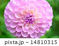 ダリアの花 14810315