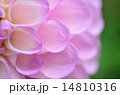 ダリアの花 14810316