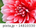 ダリアの花 14810330