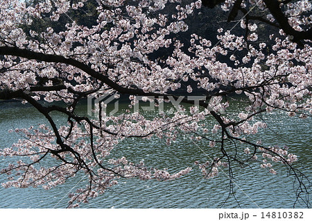 三ッ池公園の桜 14810382