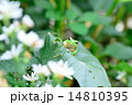 カエル 14810395