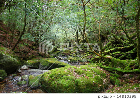 屋久島　白谷雲水峡 14810399