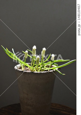 白いムスカリ 14810407