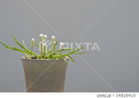 白いムスカリ 14810410