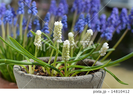 白いムスカリ 白いムスカリ 14810412