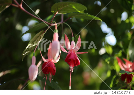 フクシャ 14810778