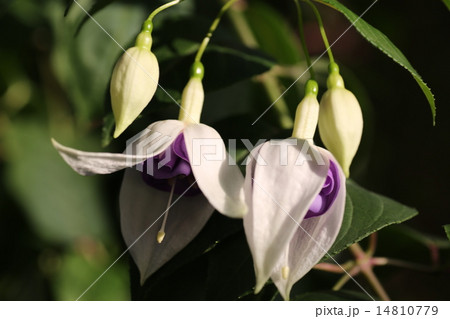 フクシャ 14810779