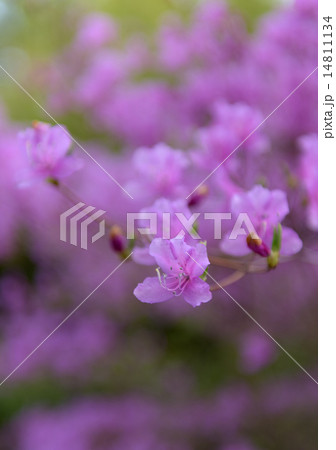 ツツジの花びら クローズアップの写真素材