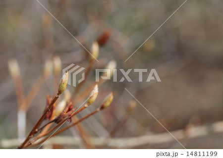 ミツバアケビの冬芽 14811199