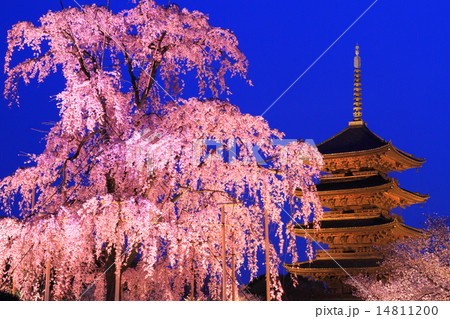 3月京都 東寺五重塔と不二桜の夜桜ライトアップの写真素材