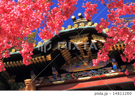 3月静岡 久能山東照宮・唐門と寒緋桜 14811260