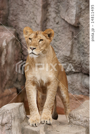 メスライオン メスライオン 14811495