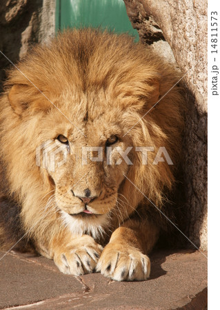 オスライオン 14811573