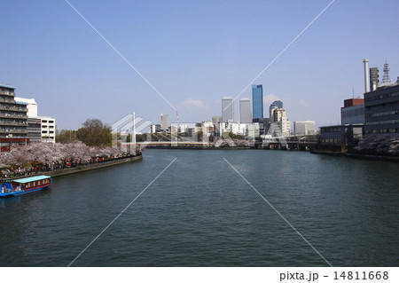 大川沿い両岸の桜並木 大川沿い両岸の桜並木 14811668