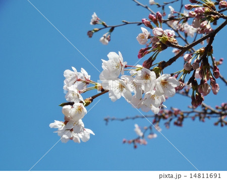 桜 14811691