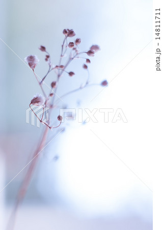 かすみ草 かすみ草 14811711