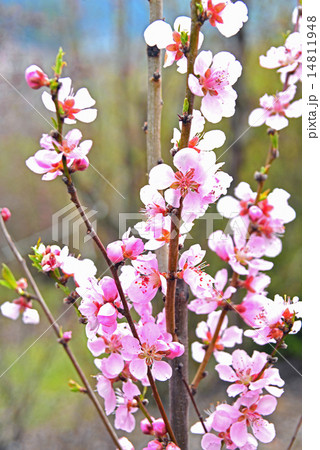 春の切り花用花木の写真素材