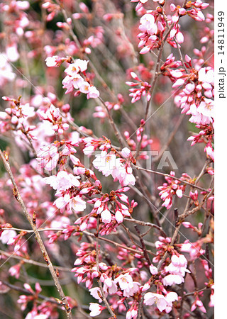 切り花用桜の写真素材