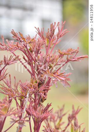 牡丹の若芽 14811956