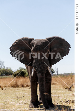 African Elephant in Caprivi Game Park 14812254