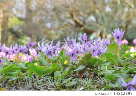 カタクリの花群生 14812895