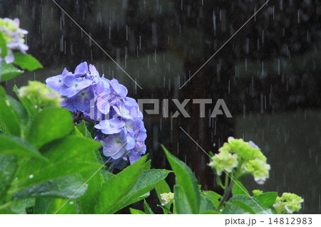 雨と紫陽花 14812983